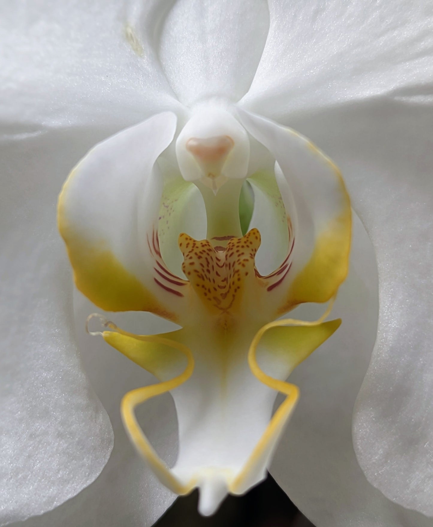 WISDOM Eau de Parfum